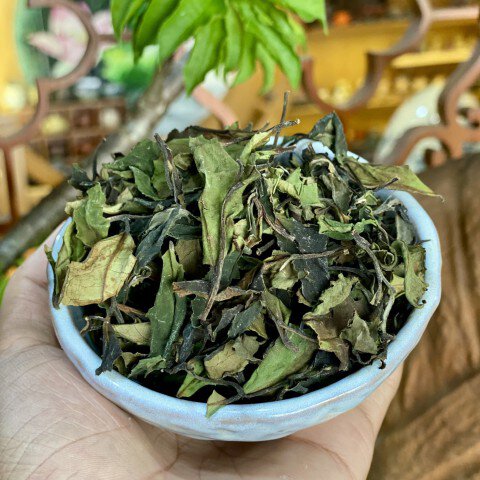 Bạch Trà Búp Tím X24 - Trà 1 búp 2 lá Hoang Dã ( Phú Thọ ).